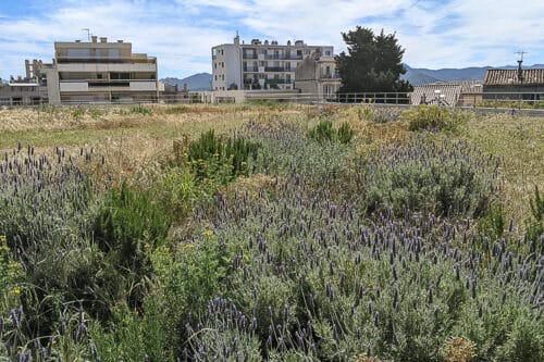 prairie, En vid&eacute;o | Une grande prairie pousse sur un toit en plein centre de Marseille, Made in Marseille