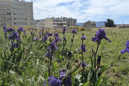 prairie, En vid&eacute;o | Une grande prairie pousse sur un toit en plein centre de Marseille, Made in Marseille