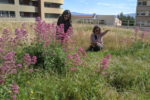 prairie, En vid&eacute;o | Une grande prairie pousse sur un toit en plein centre de Marseille, Made in Marseille