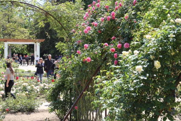 roseraie-borely-rose-29