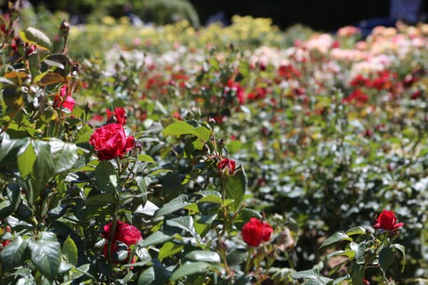 roseraie-borely-rose-33