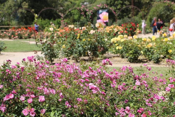 roseraie-borely-rose-40