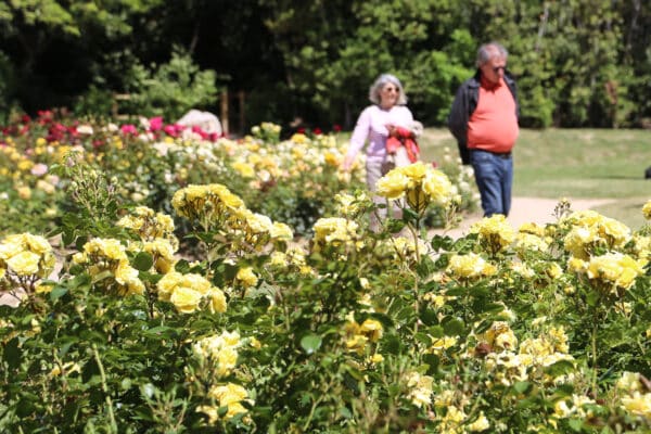 roseraie-borely-rose-42