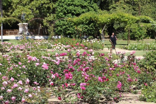 roseraie-borely-rose-43