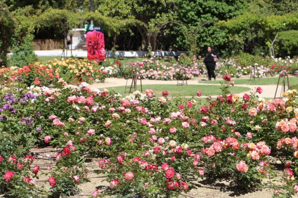 roseraie-borely-rose-44