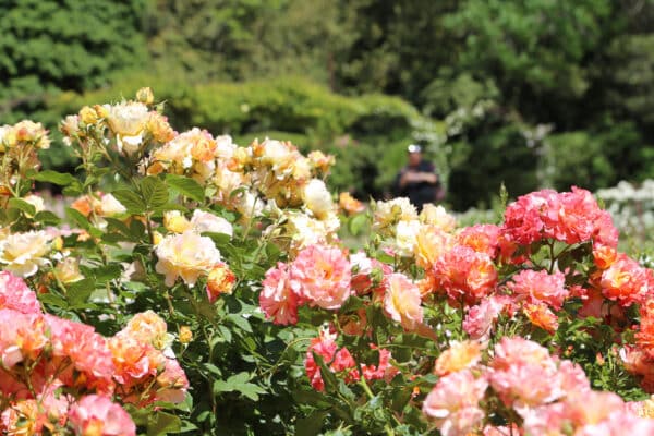 roseraie-borely-rose-45