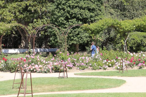 roseraie-borely-rose-46