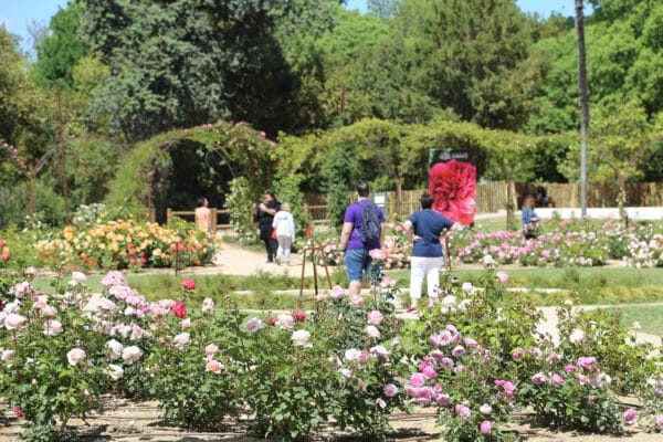 roseraie-borely-rose-47