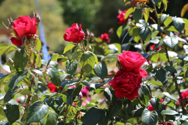roseraie-borely-rose-49