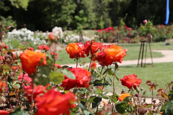 roseraie-borely-rose-50