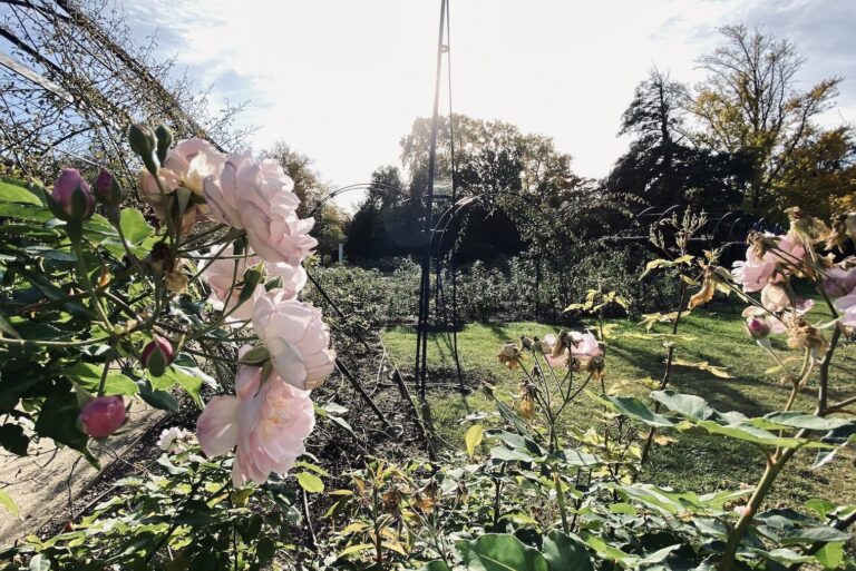 Après sa cure de jouvence, la roseraie du parc Borély fête son centenaire