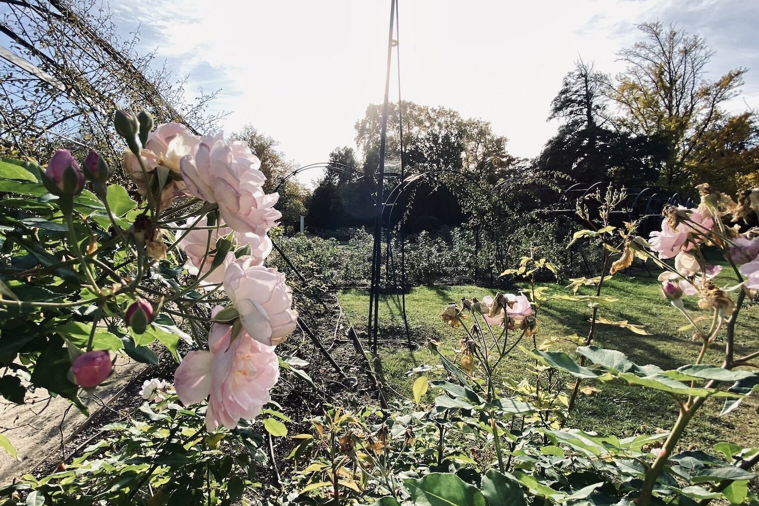 roseraie-parc-borely