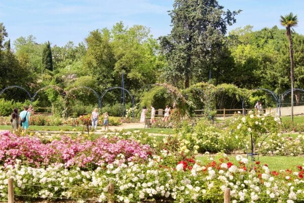 roseraie-parc-borely-printemps-mathieu-grapeloup