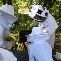 ruche-abeille-marseille-animation-castorama