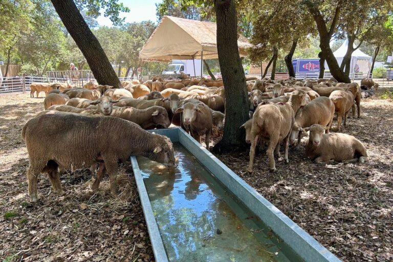 Ferme géante, marché, animations… le Salon des agricultures de Provence ouvre ce week-end