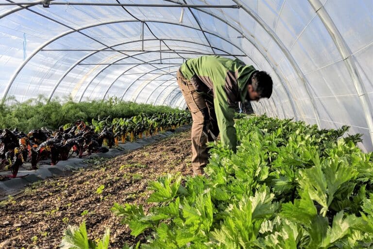Une serre pédagogique en 2022 dans le jardin botanique du parc Borély