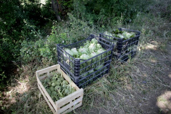 ste-marthe-agriculture-urbaine-paniers