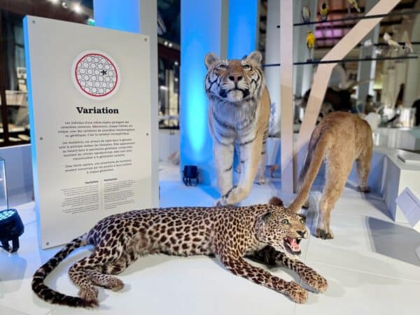 tigre-museum-histoire-naturelle-longchamp