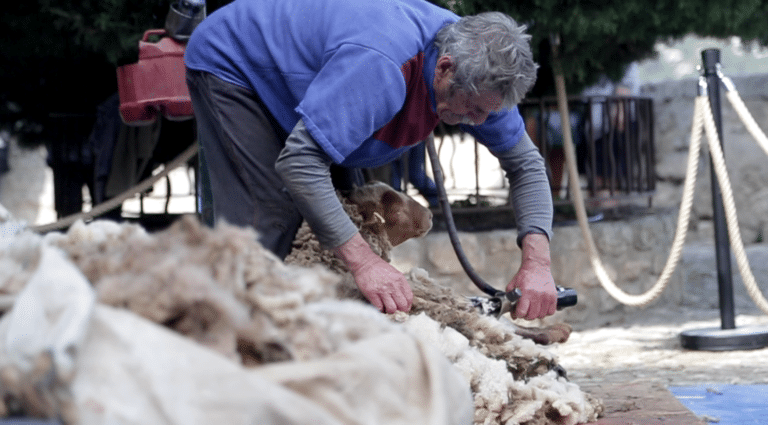 Vidéo | Dans les Alpilles, le regain de la filière laine se tisse petit à petit