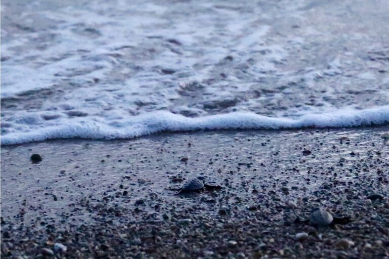 70 bébés tortues ont rejoint la mer sur la plage de Saint-Cyr dans le Var