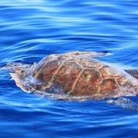 tortue-mer-mediterranee-sanary