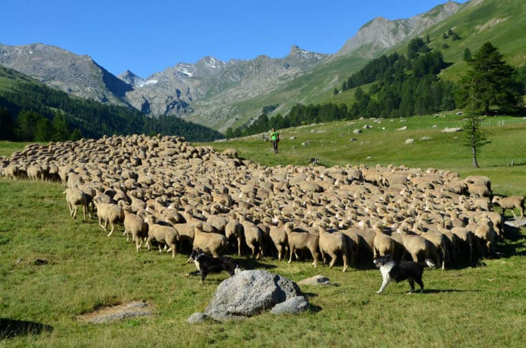 Les événements à ne pas manquer cet été dans les Alpes-de-Haute-Provence