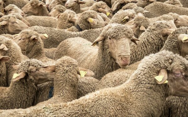 troupon-mouton-transhumance