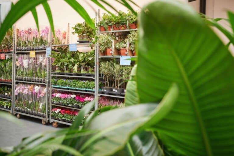 Une grande vente de plantes à prix mini aux Docks Village début décembre