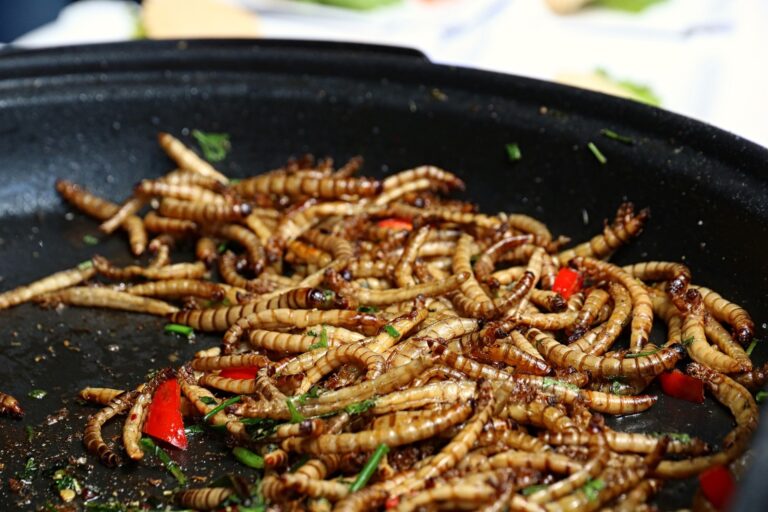A Gap, la start-up Temebryo veut mettre des insectes dans nos assiettes