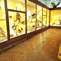 visite-museum-histoire-naturelle-lonchamp