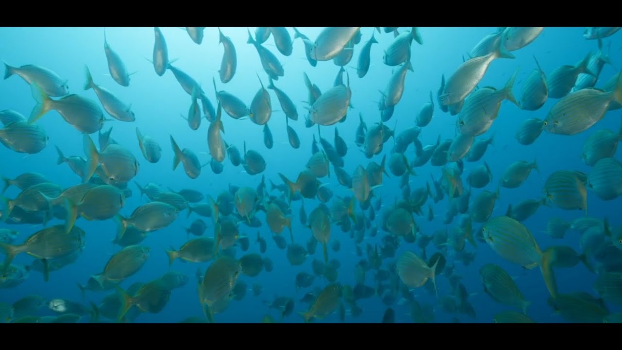youtube placeholder image