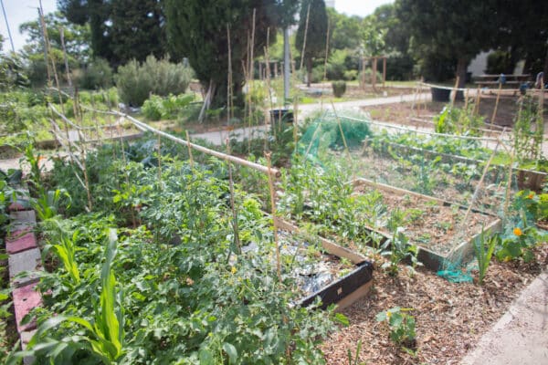 yazid-terre-entraide-partage-jardin14