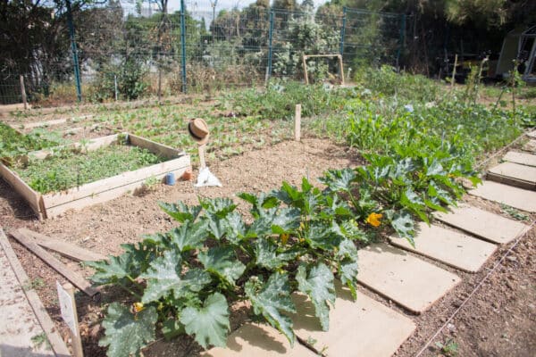 yazid-terre-entraide-partage-jardin15
