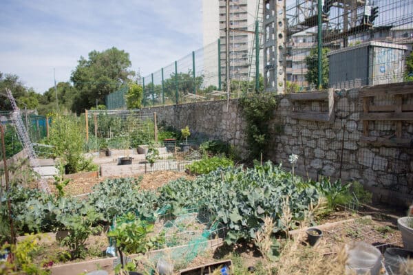 yazid-terre-entraide-partage-jardin23